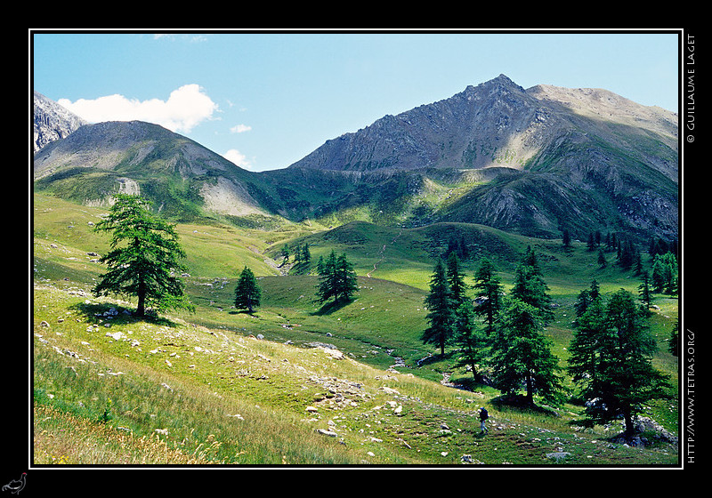 Alpes du Sud : Mlzes dans le vallon de Plate Lombarde