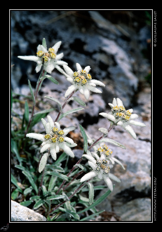 Alpes du Sud : Quelques edelweiss du vallon de Plate Lombarde, sous le Brec de Chambeyron