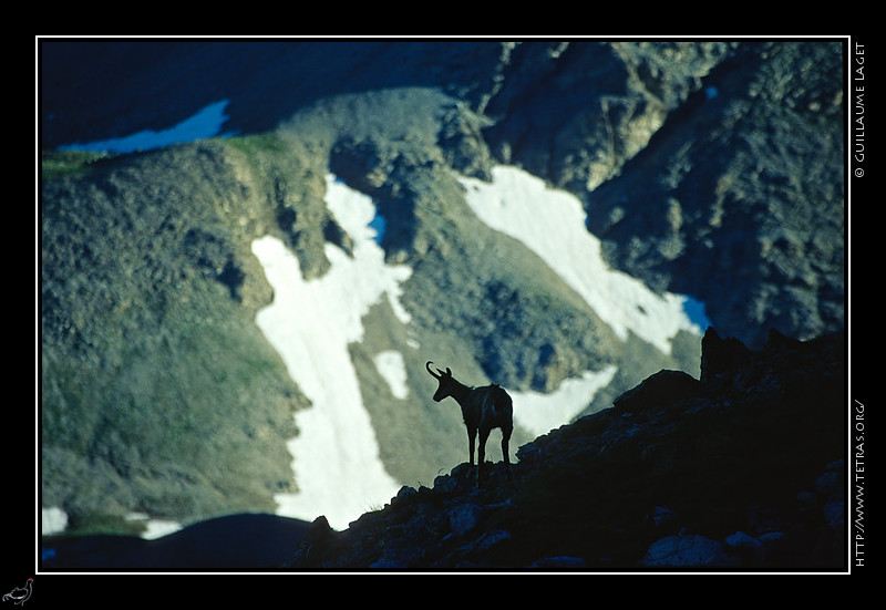 Alpes du Sud : Une silhouette de chamois vers le lac d'Allos, sur fond de pierriers des pentes du Mont Pelat