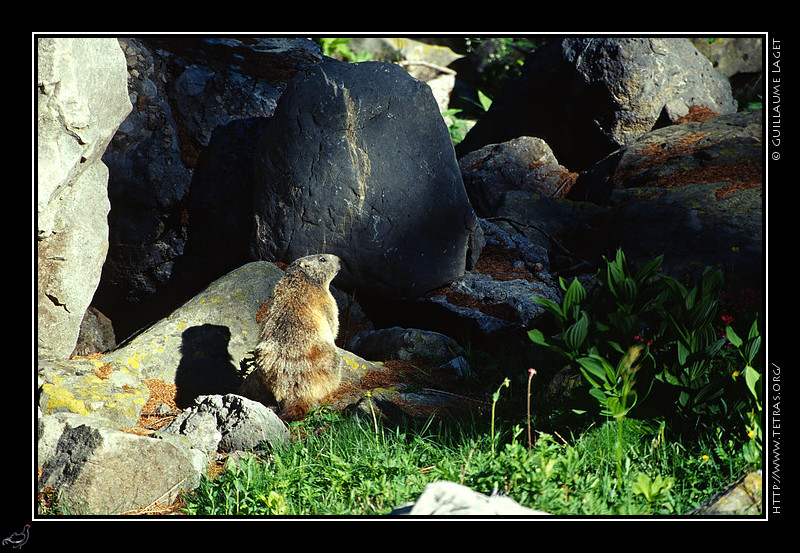 Alpes du Sud : Une marmotte sur le chemin du lac d'Allos