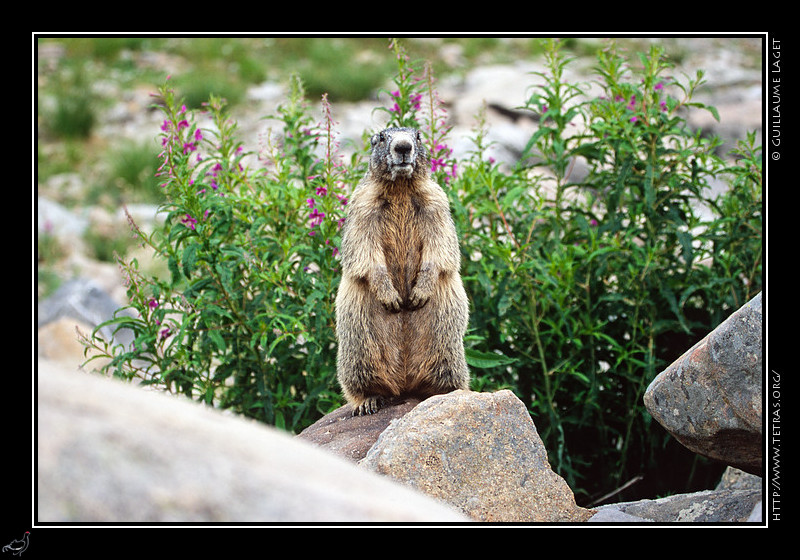 Alpes du Sud : Autour du lac d'Allos, les marmottes sont peu craintives