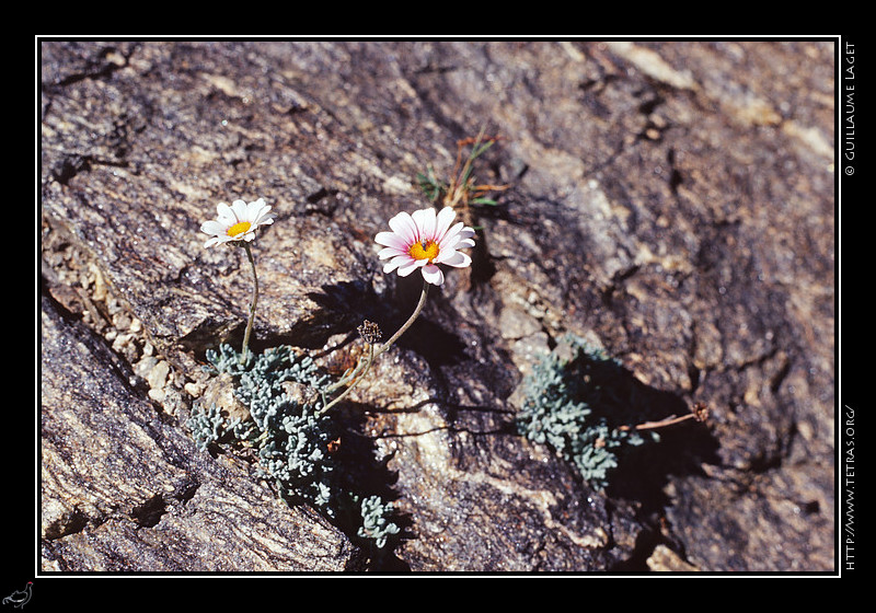 Alpes du Sud : Fleur de rocher au dessus des lacs de Vens